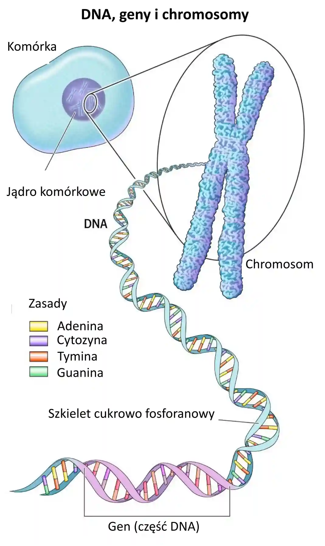 Genes Worksheet For Kids